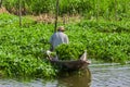 A Thai farmer harvests water spinach