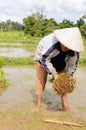 Thai farmer in new agricultural season.