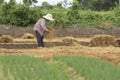 Thai farmer planting organic vegetable with dry rice straw