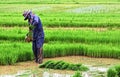 Thai farmer planting on the paddy rice farmland