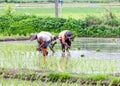 Thai farmer planting on the rice field