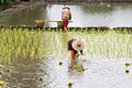 Thai farmer planting rice