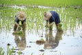 Thai farmer planting young paddy in agriculture field