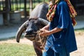 Thai farmer pulling buffalo to work by rope Royalty Free Stock Photo