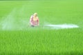 A Thai farmer is spraying insecticides in field.