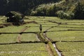 Thai farmer tending his rice fields