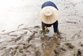Thai farmer transplanting rice seedlings in paddy field Royalty Free Stock Photo