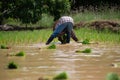 Thai farmer women planted rice seedlings In the field, Thailand, Asia