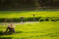 Thai farmer work in rice field