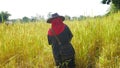 Thai farmer working in rice filed. Royalty Free Stock Photo