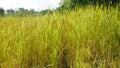 Thai farmer working in rice filed. Royalty Free Stock Photo