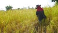 Thai farmer working in rice filed. Royalty Free Stock Photo