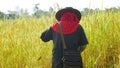 Thai farmer working in rice filed. Royalty Free Stock Photo