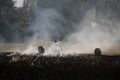 Thai farmers are burning straw