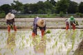 Thai farmers collaborate to grow rice in the rainy season : Lifestyle of rural people