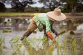 Thai farmers grow rice with fluency