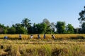 Thai farmers are harvesting rice.
