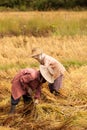 Thai farmers havest rice in farm Royalty Free Stock Photo