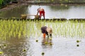 Thai farmers planting rice