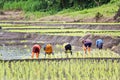 Thai farmers planting rice