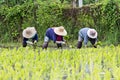 Thai farmers planting rice