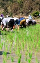 Thai farmers planting rice in rice fields with water. Countrylife and ancient farming