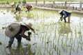 Thai farmers planting rice