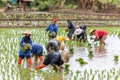 Thai Farmers Planting Rice in a Paddy Field in Thailand