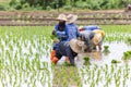 Thai Farmers Planting Rice in a Paddy Field in Thailand