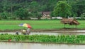 Thai farmers plants rice at the paddy field