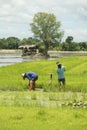 Thai farmers preparing to plant rice in Thailand