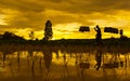 Thai farmers in the vintage and silhouette