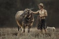 Thai farmers are standing with their buffalo while they are working in rice fields