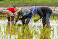 Thai farmers transplant rice seedlings in a paddy field