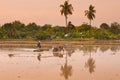 Thai farmers working with a handheld motor plow in a rice field