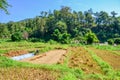 Thai farmers working at a rice field