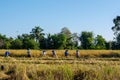 Thai farmers are working in rice fields.