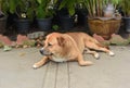 Thai fat strayed dog is sleeping on the ground