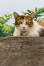 Thai fattened cats on wooden wall with tree background used as background image