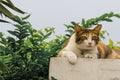 Thai fattened cats on wooden wall with tree background used as background image