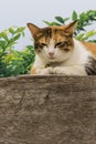 Thai fattened cats on wooden wall with tree background used as background image