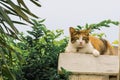 Thai fattened cats on wooden wall with tree background used as background image