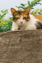 Thai fattened cats on wooden wall with tree background used as background image