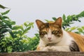 Thai fattened cats on wooden wall with tree background used as background image