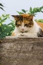 Thai fattened cats on wooden wall with tree background used as background image