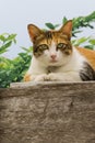 Thai fattened cats on wooden wall with tree background used as background image