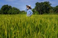 Thai female farmer harvesting rice in countryside Royalty Free Stock Photo