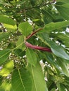 Thai fig budding red brown new leaves. Royalty Free Stock Photo