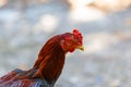 Thai fighting or Rooster chicken close up. Royalty Free Stock Photo