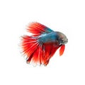 Thai fighting fish . Beautiful color